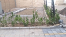 فضای سبز_4
